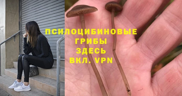 PSILOCYBIN Аркадак