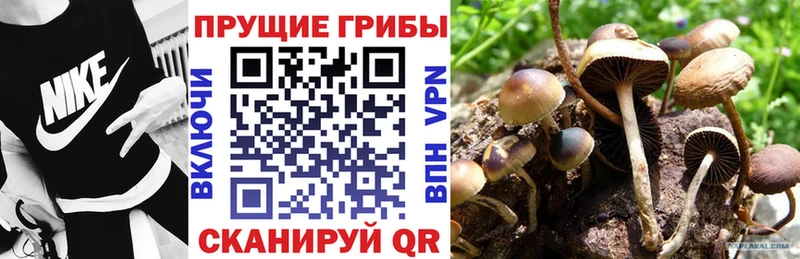 Псилоцибиновые грибы Psilocybine cubensis Сарапул
